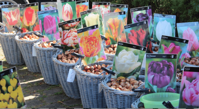Herbstzeit ist Pflanzzeit für Blumenzwiebeln wie Tulpen und Narzissen