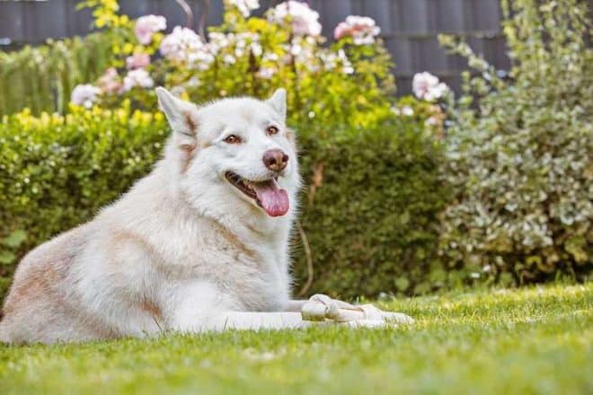 Auch der Hund hat Freude an einem tiergerecht gestaltetem Garten. 