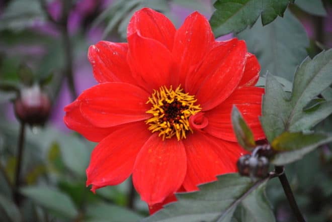 Dahlien sind beliebte Sommerblumen die bis in den Herbst hinein blühen. 