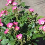 Die Rosy Boom Mini beeindruckt mit ihrer Blütenpracht.