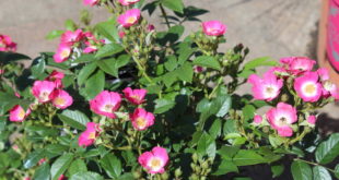 Die Rosy Boom Mini beeindruckt mit ihrer Blütenpracht.