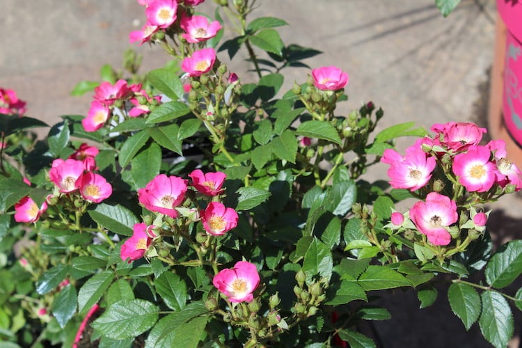 Die Rosy Boom Mini beeindruckt mit ihrer Blütenpracht.