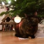 Ist Ihre Katze eine Freigängerin kann es in der kalten Jahreszeit zu Stress kommen.
