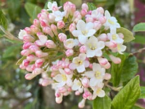 Mit einer Wuchshöhe von bis zu 3,5 Metern ist der Winterschneeball ein imposanter Winterblüher, für den genügend Platz im Garten eingeplant werden sollte.