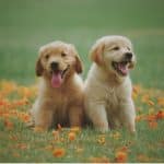 2023-02-14-Hunde