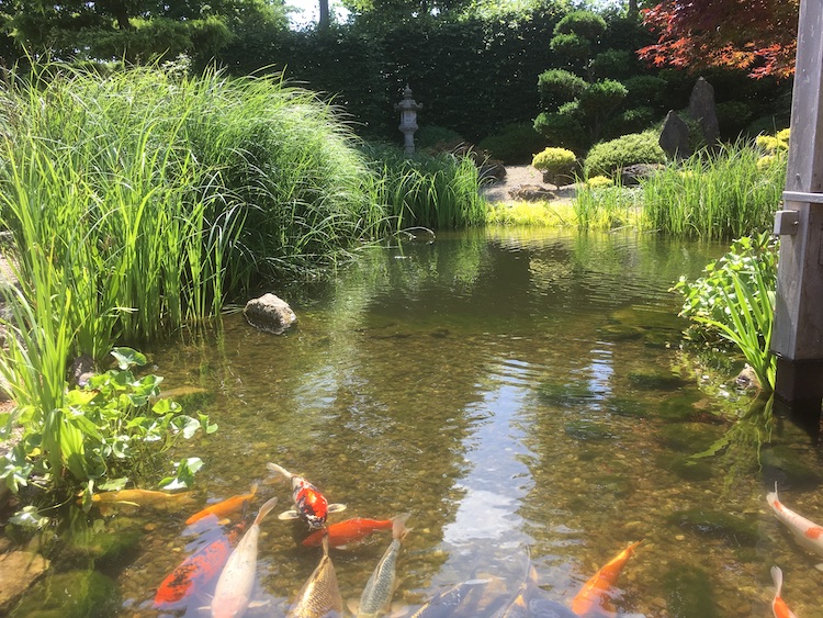 Nützlinge im Teich Warum die richtige Besatzung so wichtig ist