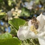 2023-04-03-Bienenparadies