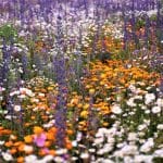 2023-04-05-Wildblumenwiese
