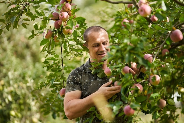 Obstbäume im eigenen Garten