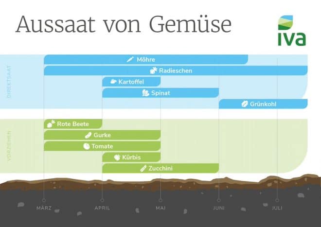 Gemüse erfolgreich anbauen. Das sollten Sie wissen. 