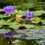 2024-05-16-Gartenteich