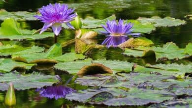 2024-05-16-Gartenteich